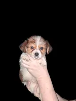 Chandler , a male Chorkie for sale in Perry, SC – 1 of 1