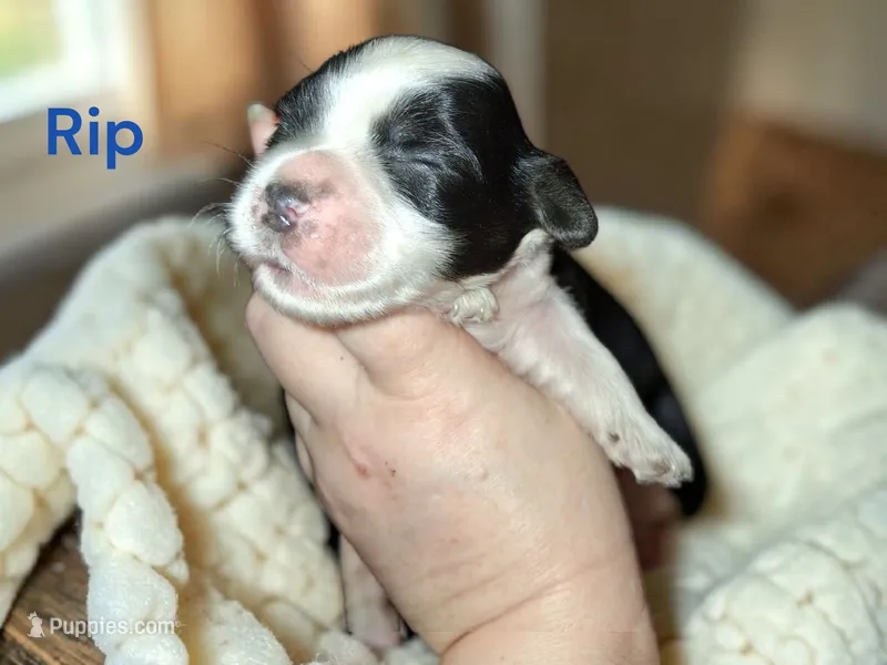 Rip – Yorkipoo puppy for sale in Perry, SC