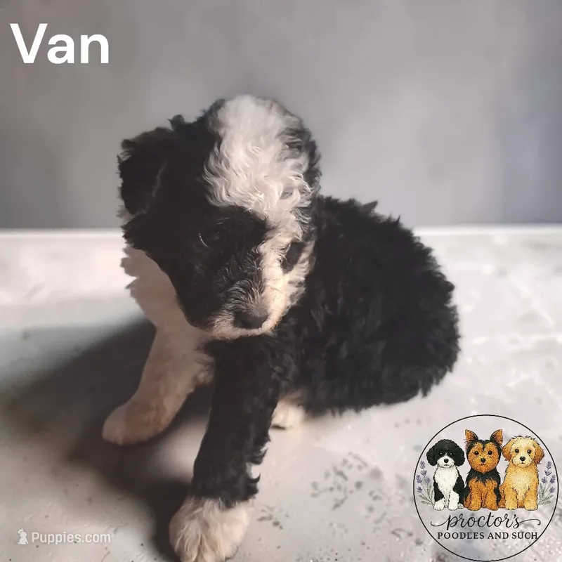 Van – Miniature Aussiedoodle puppy for sale in Perry, SC