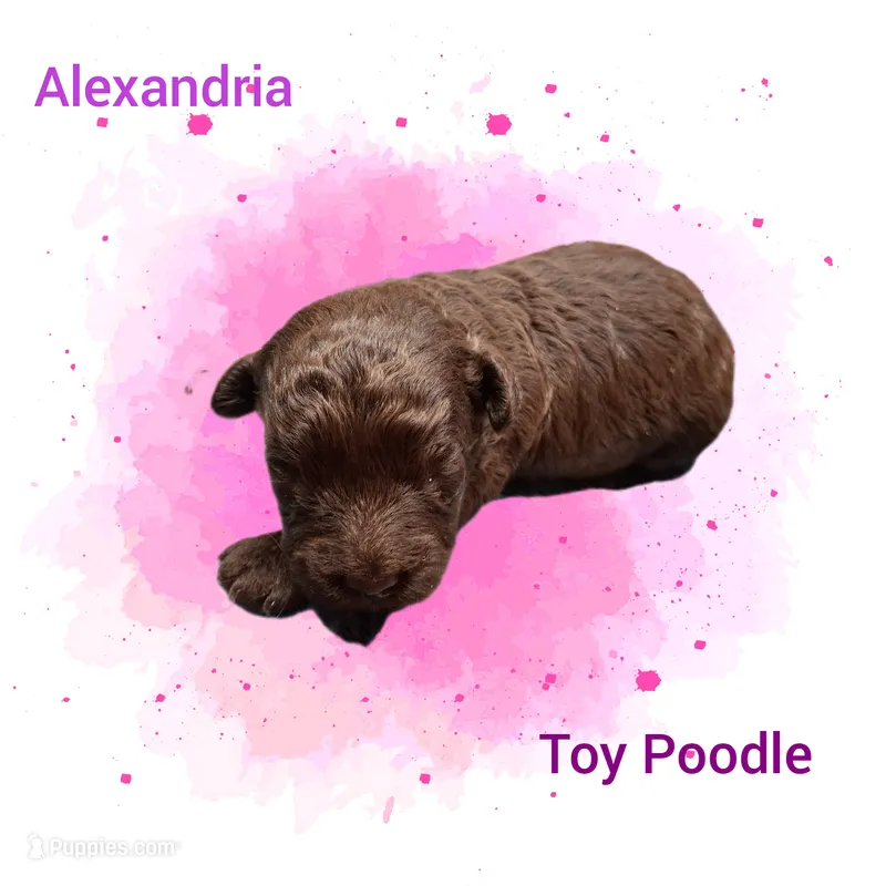 Alexandria – Poodle - Toy  puppy on hold in Perry, SC