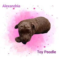 Alexandria, a female Poodle - Toy  for sale in Perry, SC – 1 of 2