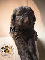 Macy, a female Miniature Aussiedoodle for sale in Perry, SC – 2 of 2