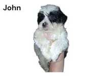 John, a male Yorkipoo for sale in Perry, SC – 3 of 4