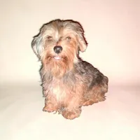 Beth, a female Yorkshire Terrier for sale in Perry, SC – 6 of 10
