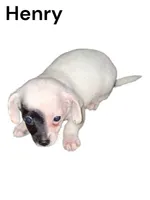 Henry , a male Chihuahua for sale in Perry, SC – 2 of 2