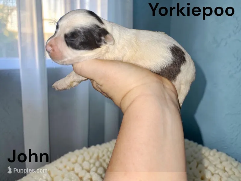 John – Yorkipoo puppy for sale in Perry, SC