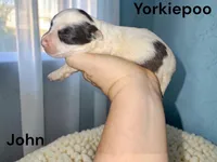 John, a male Yorkipoo for sale in Perry, SC – 1 of 1