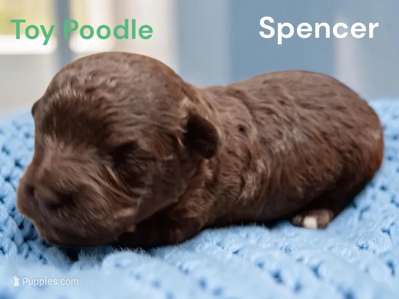 Spencer – Poodle - Toy  puppy for sale in Perry, SC