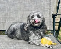 Bridget , a female Miniature Aussiedoodle for sale in Perry, SC – 3 of 3