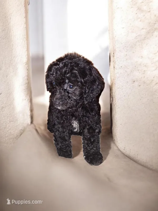 Espresso  – Aussiedoodle, Poodle - Toy  puppy for sale in Perry, SC