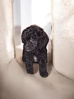 Espresso , a male Aussiedoodle and Poodle - Toy  for sale in Perry, SC – Photo 5 of 5