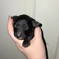 Espresso , a male Aussiedoodle and Poodle - Toy  for sale in Perry, SC – Photo 4 of 4