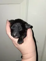 Espresso , a male Aussiedoodle and Poodle - Toy  for sale in Perry, SC – Photo 2 of 2