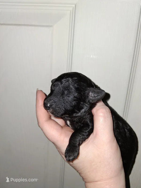 Espresso , a male Aussiedoodle and Poodle - Toy  for sale in Perry, SC – Photo 1 of 2