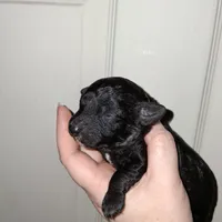 Espresso , a male Aussiedoodle and Poodle - Toy  for sale in Perry, SC – Photo 3 of 4