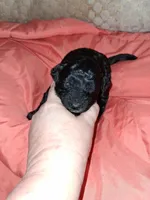 Espresso , a male Aussiedoodle and Poodle - Toy  for sale in Perry, SC – Photo 2 of 4