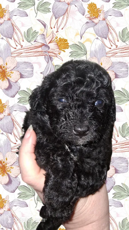 Espresso  – Aussiedoodle, Poodle - Toy  puppy for sale in Perry, SC