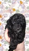 Espresso , a male Aussiedoodle and Poodle - Toy  for sale in Perry, SC – Photo 1 of 4