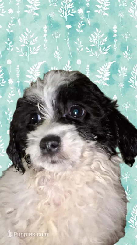 Storm – Shihpoo, Poodle - Miniature  puppy for sale in Perry, SC