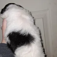 Storm, a male Shihpoo and Poodle - Miniature  for sale in Perry, SC – Photo 2 of 2