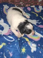 Storm, a male Poodle - Miniature  for sale in Perry, SC – Photo 2 of 2