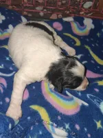 Storm, a male Poodle - Miniature  for sale in Perry, SC – Photo 1 of 2