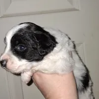 Storm, a male Shihpoo and Poodle - Miniature  for sale in Perry, SC – Photo 1 of 2