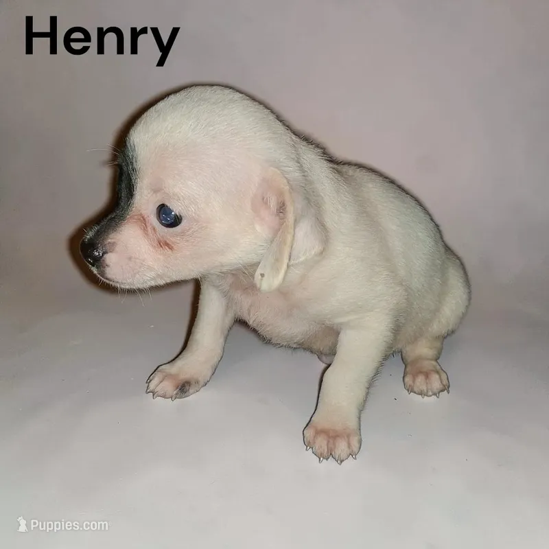 Henry  – Chihuahua puppy for sale in Perry, SC