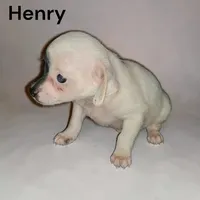 Henry , a male Chihuahua for sale in Perry, SC – 1 of 2