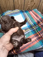 Alexandria, a female Poodle - Toy  for sale in Perry, SC – 2 of 2