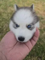 Husky 2, a male Siberian Husky for sale in Royse City, TX – 3 of 3