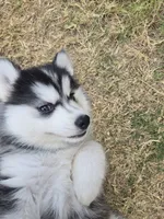 Husky 1, a male Siberian Husky for sale in Royse City, TX – 3 of 6