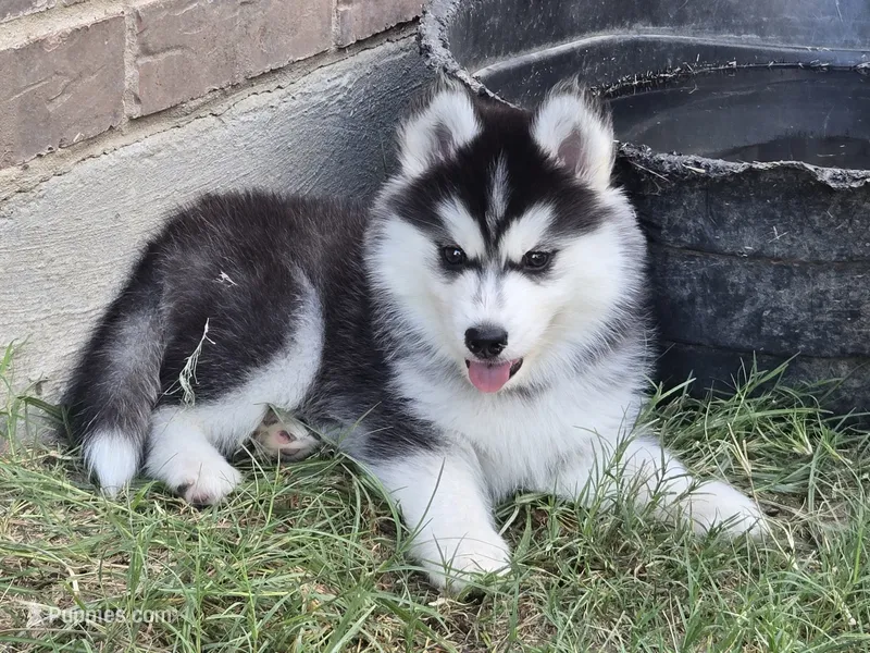 Husky 1 – Siberian Husky puppy for sale in Royse City, TX