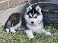Husky 1, a male Siberian Husky for sale in Royse City, TX – 1 of 6