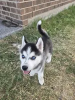 Husky 3, a male Siberian Husky for sale in Royse City, TX – 2 of 2