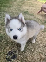 Husky 2, a male Siberian Husky for sale in Royse City, TX – 2 of 3