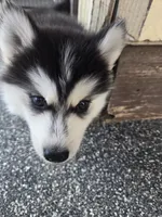 Husky 1, a male Siberian Husky for sale in Royse City, TX – 6 of 6
