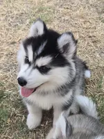 Husky 1, a male Siberian Husky for sale in Royse City, TX – 5 of 6