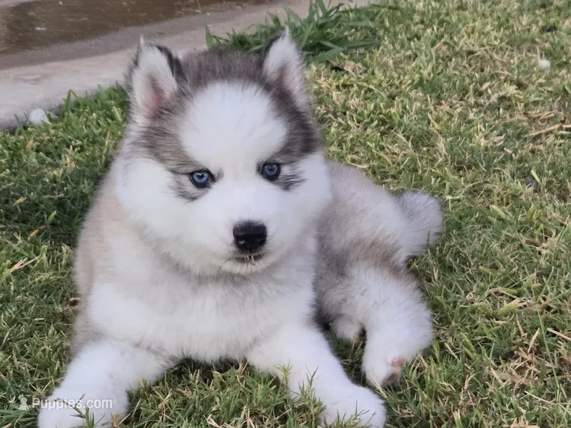 Husky 2 – Siberian Husky puppy for sale in Royse City, TX