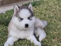 Husky 2, a male Siberian Husky for sale in Royse City, TX – 1 of 3