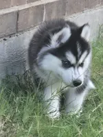 Husky 1, a male Siberian Husky for sale in Royse City, TX – 4 of 6