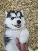 Husky 1, a male Siberian Husky for sale in Royse City, TX – 2 of 6