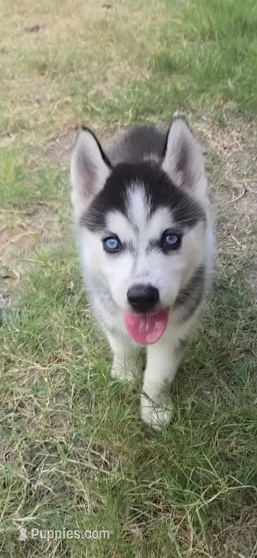Husky 3 – Siberian Husky puppy for sale in Royse City, TX
