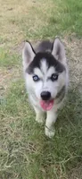 Husky 3, a male Siberian Husky for sale in Royse City, TX – 1 of 2