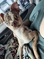 The Brave little Toaster (Toast), a male Chihuahua for sale in Rockford, IL – 3 of 4