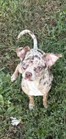 The Brave little Toaster (Toast), a male Chihuahua for sale in Rockford, IL – 1 of 4