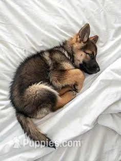 Luna – German Shepherd Dog puppy for sale in Oxford, MI
