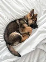 Luna, a female German Shepherd Dog for sale in Oxford, MI – 1 of 3