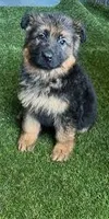 Luna, a female German Shepherd Dog for sale in Oxford, MI – 2 of 3