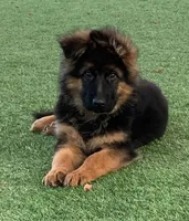 Shadow, a male German Shepherd Dog for sale in Oxford, MI – 1 of 1